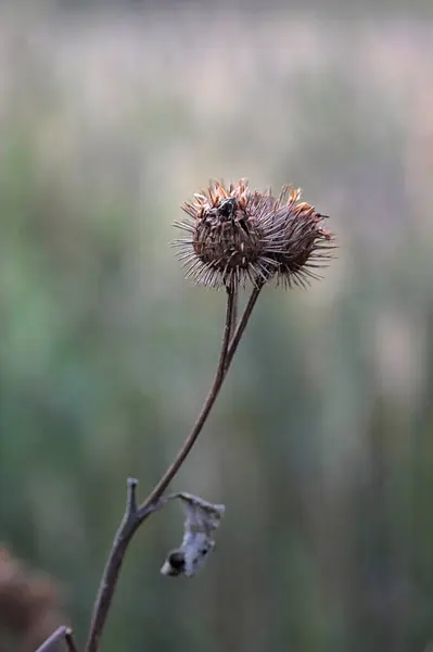 Kuru Bir Dalda Dikenli Dulavrat Tohumu — Stok fotoğraf