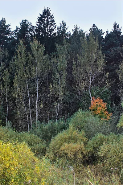 Jesienny Las Jest Malowany Różnych Kolorach — Zdjęcie stockowe