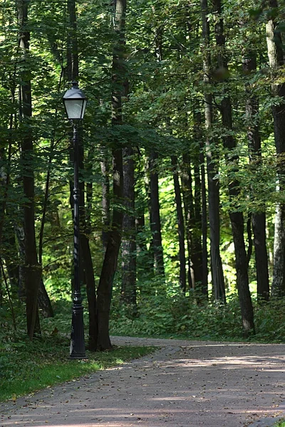 Parktaki Ağaçların Arasında Eski Bir Fener — Stok fotoğraf