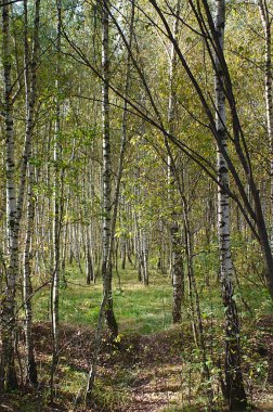 Sonbahar huş ağacında dar bir patika.