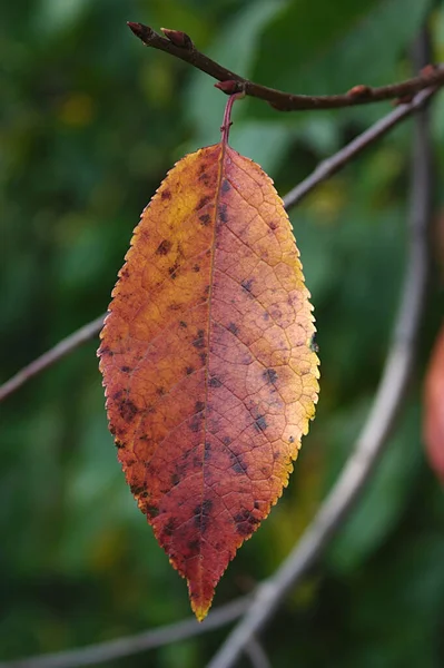 Una Hoja Con Color Brillante Una Rama Árbol Otoño —  Fotos de Stock