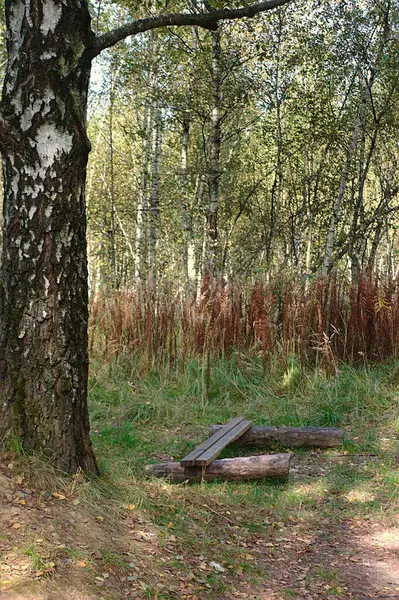 Een Plek Ontspannen Een Open Plek Onder Een Berkenboom — Stockfoto