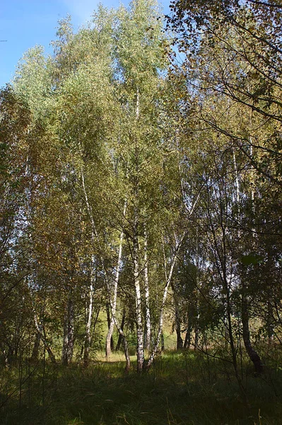 Вузька Стежка Осінньому Березовому Гаю — стокове фото