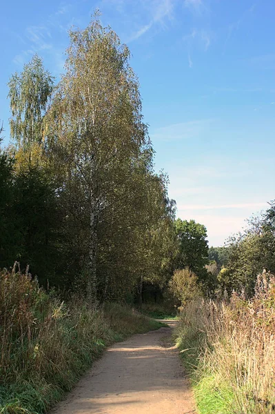 Sentier Sur Bord Une Zone Boisée — Photo