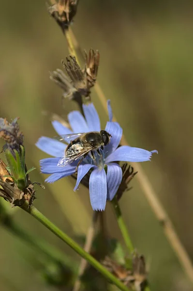 Ett Arbetar Blå Cikoria Blomma — Stockfoto