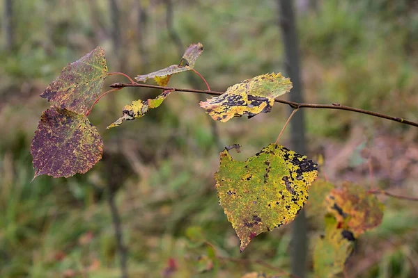 Rama Con Hojas Marchitándose Otoño —  Fotos de Stock