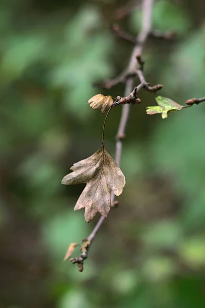 Une Feuille Sèche Sur Une Branche Automne — Photo