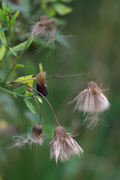 Flauschige Blütenköpfe Ende September — Stockfoto