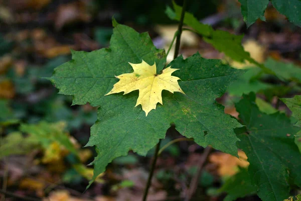 Hojas Arce Amarillo Verde Una Encima Otra —  Fotos de Stock