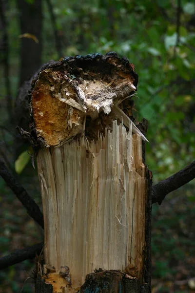 Tronco Árvore Quebrado Parque Florestal — Fotografia de Stock