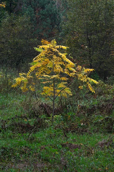Small Tree Yellow Autumn Foliage — Stock Photo, Image