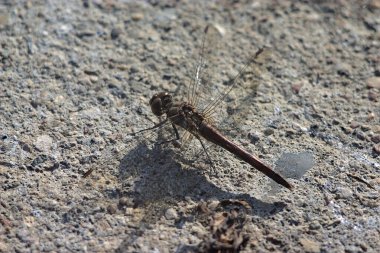 Beton bir levhada yusufçuk