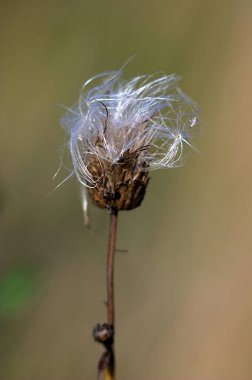 Kuru kabarık çiçek başı