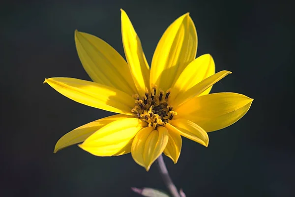 Желтый Цветок Голову Закрыть — стоковое фото