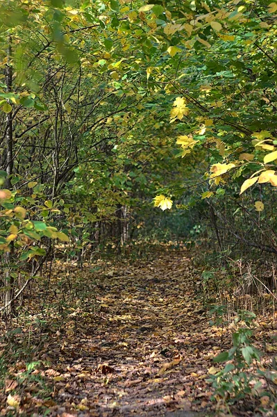 Sentier Dans Forêt Automne Est Couvert Feuilles — Photo