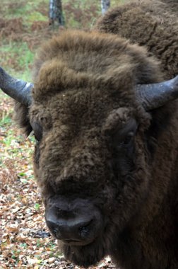 Büyük bir erkek bizon kameraya poz veriyor.