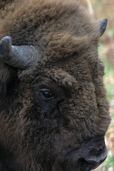 Ein Großes Bisonmännchen Posiert Für Die Kamera — Stockfoto