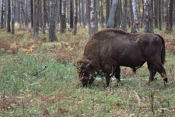 Bisonte Pascolo Erba Autunnale Una Radura Foresta — Foto Stock