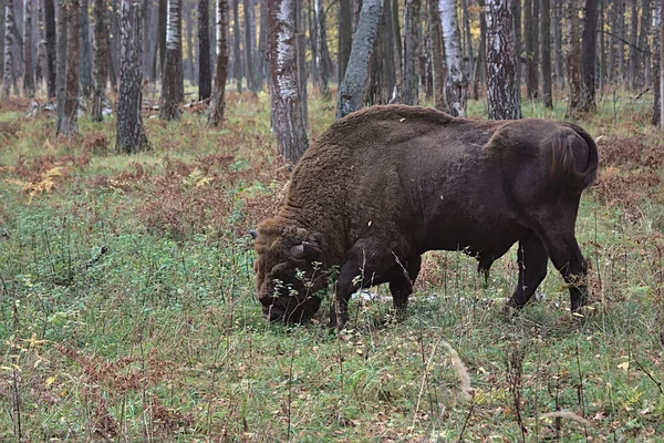 Bison Broutant Herbe Automne Dans Une Clairière Forestière — Photo