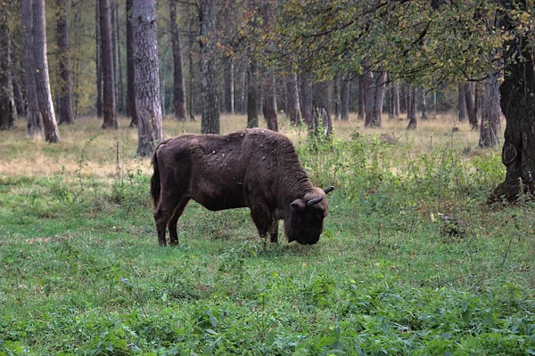 Bison Broutant Herbe Automne Dans Une Clairière Forestière — Photo