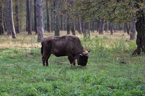 Bizon Pasoucí Podzimní Trávu Mýtině — Stock fotografie