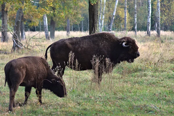 Bison Broutant Herbe Automne Dans Une Clairière Forestière — Photo