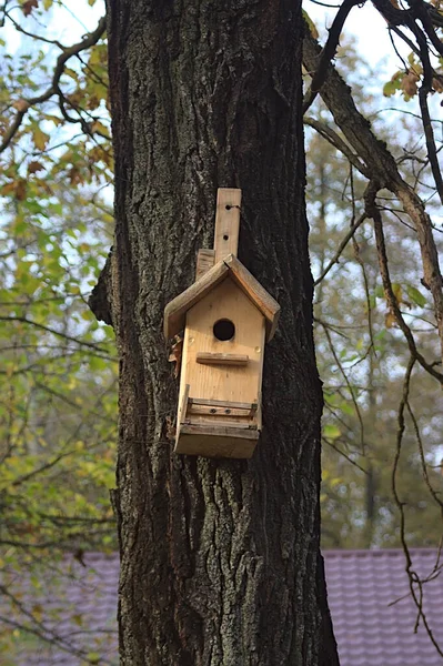 Holzvogelhaus Auf Einem Dicken Baumstamm — Stockfoto