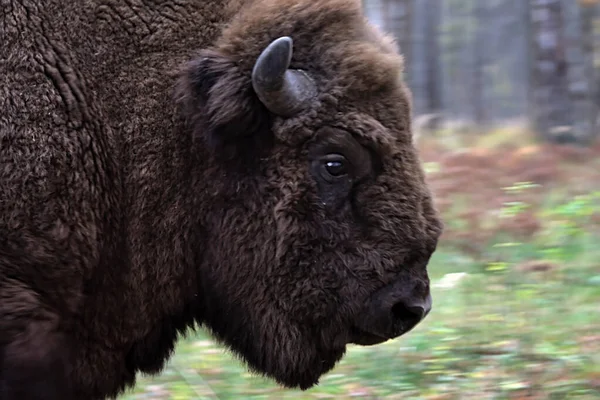 Gros Mâle Bison Pose Pour Caméra Images De Stock Libres De Droits