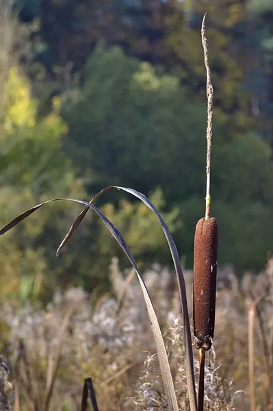 Сухий Хвіст Тлі Осінньої Природи — стокове фото
