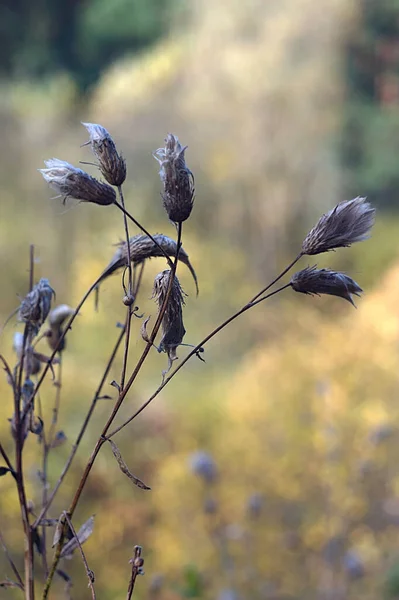 秋の自然を背景に乾燥した花序 — ストック写真