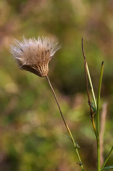 Trockene Flauschige Blume Auf Dem Hintergrund Des Herbstgrases — Stockfoto