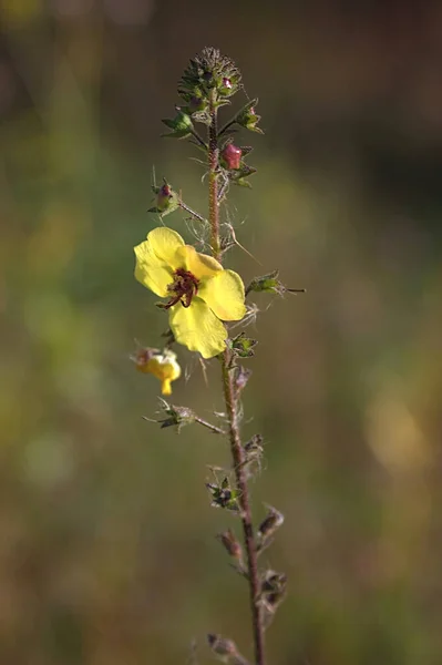 Fiore Giallo Autunnale Fusto Alto — Foto Stock