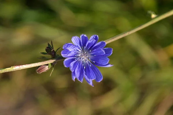 Flor Chicória Azul Brilhante Meados Outono — Fotografia de Stock