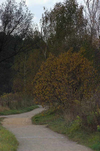 Sendero Pie Bosque Otoño Parque — Foto de Stock