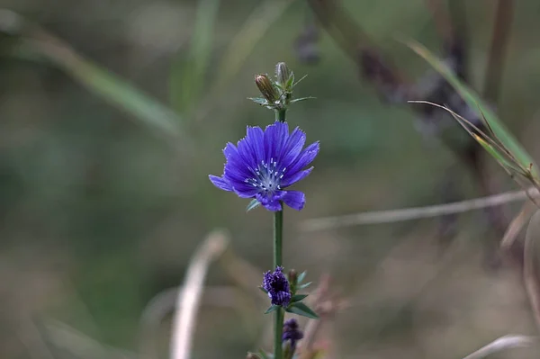 Flor Chicória Brilhante Gramado Outono — Fotografia de Stock