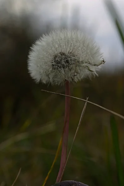 秋の草の中のふわふわタンポポ — ストック写真