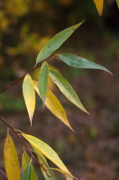 Ramita Con Hojas Otoño Amarillo Verde —  Fotos de Stock