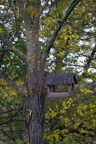 Podavač Podobě Domu Starém Stromě — Stock fotografie