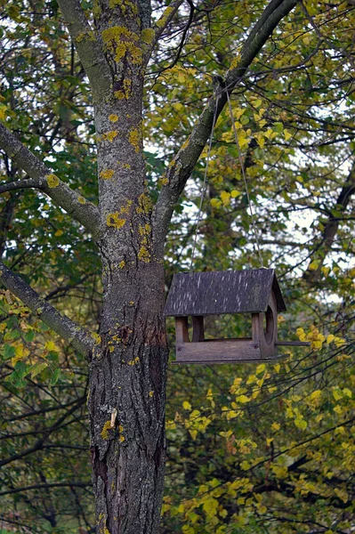 Etető Ház Formájában Egy Öreg Fán — Stock Fotó