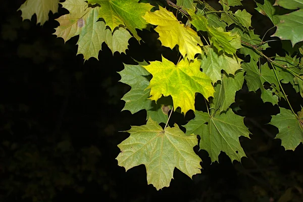 Ramas Arce Oscuridad Una Noche Otoño —  Fotos de Stock