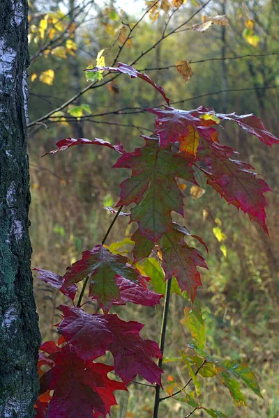 Bush Aux Feuilles Rouges Dans Forêt Automne — Photo