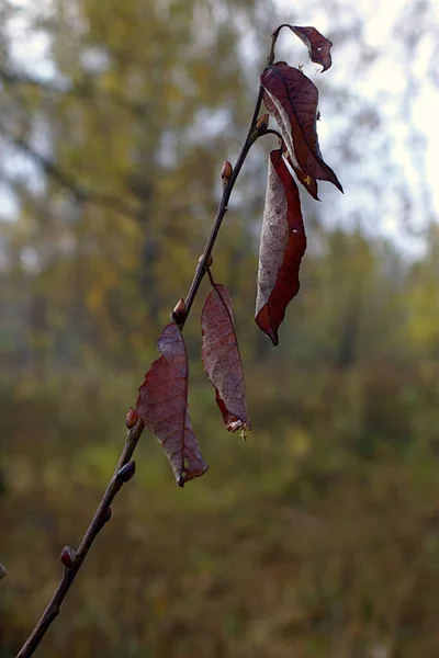 Branch Withered Leaves Autumn Morning — Stock Photo, Image