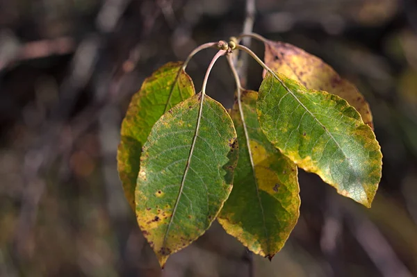 Jauni Aux Bords Des Feuilles Sur Une Branche Automne — Photo