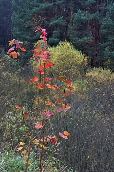 Кустарник Красными Листьями Фоне Осеннего Леса — стоковое фото