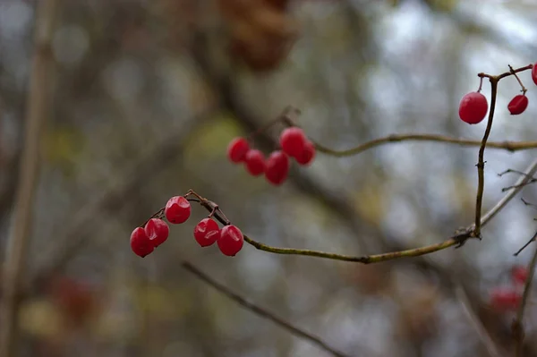 Bayas Rojas Una Rama Bosque Otoño — Foto de Stock