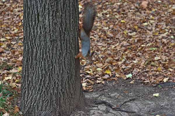Esquilo Uma Árvore Parque Outono — Fotografia de Stock
