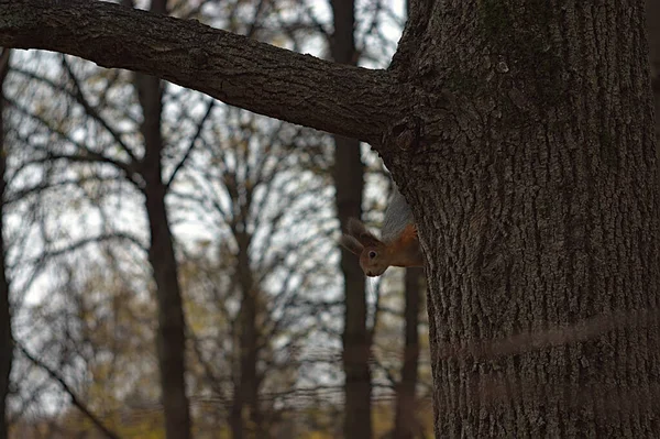 Білка Дереві Осінньому Парку — стокове фото