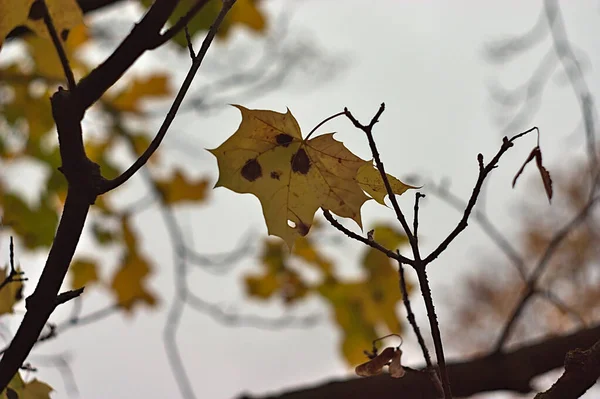 Yellow Maple Leaf Tree Branch — Stock Photo, Image