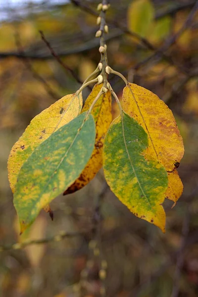 Yellow Green Leaves Autumn Branch — Stock Photo, Image