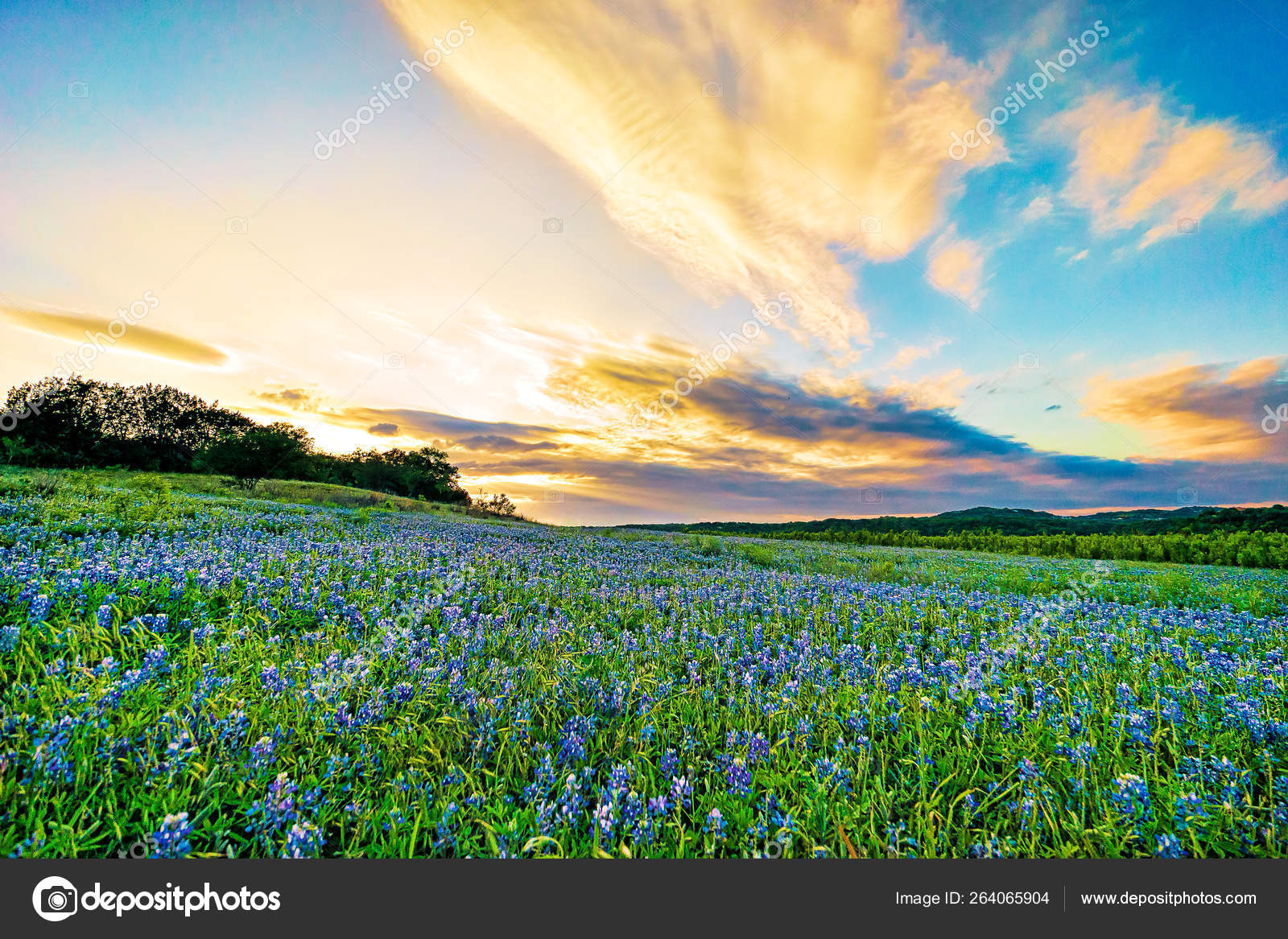 Field Sunset Location Muleshoe Bend Texas Stock Photo by